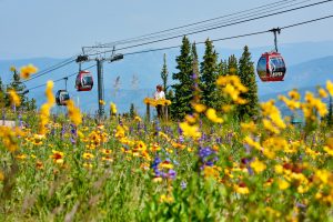 Aspen Mountain Sundeck Landscape Detail