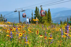 Aspen Mountain Sundeck Landscape Flowers