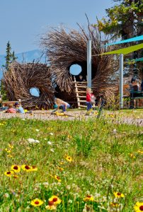 Aspen Mountain Sundeck Wild Flowers